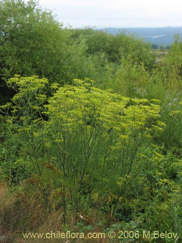 Bild von Foeniculum vulgare (Hinojo). Klicken Sie, um den Ausschnitt zu vergrössern.